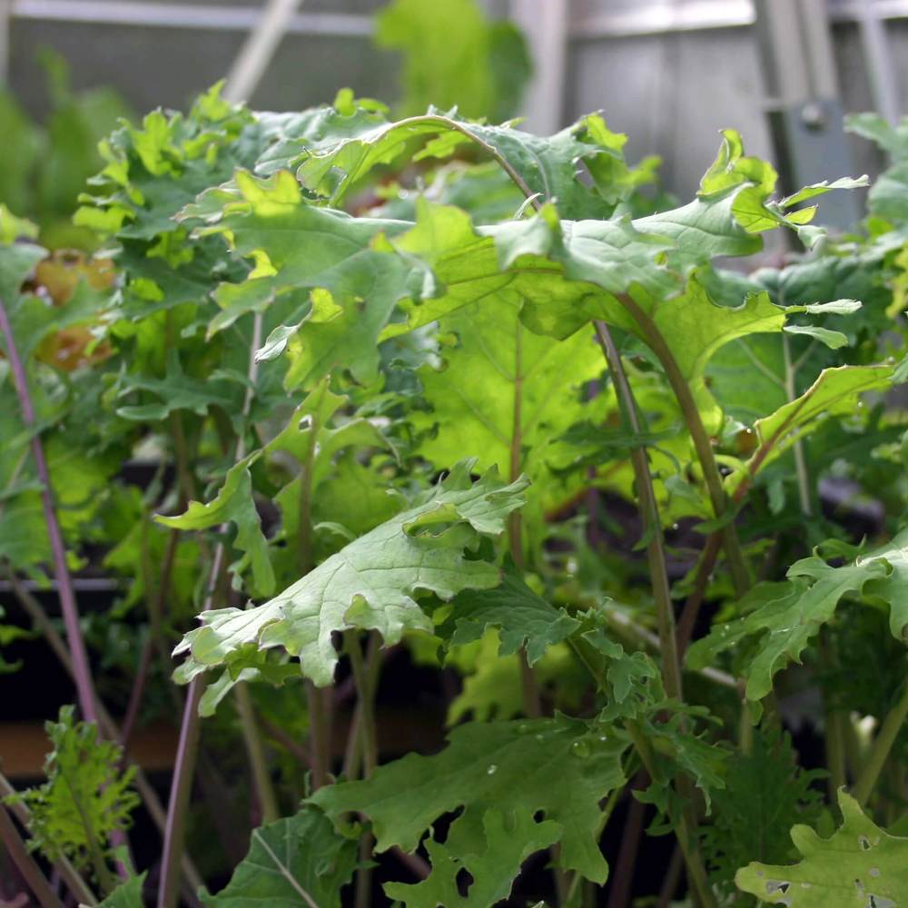 「ロシアンケールの苗 お買い得3個セット」【野菜苗9cmポットお買い得3個セット】