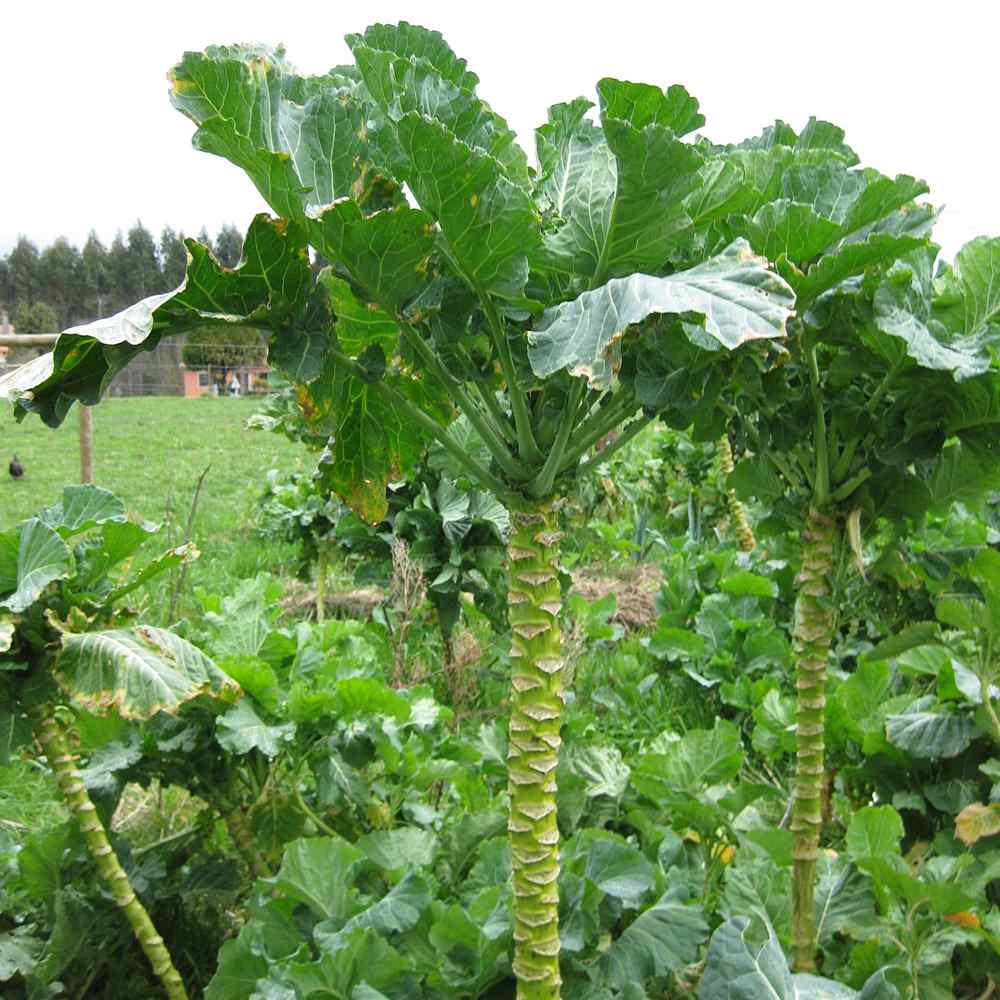 「ポルトガルケールの苗 お買い得3個セット」【野菜苗9cmポットお買い得3個セット】