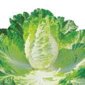 「キャベサイの苗 お買い得3個セット」【野菜苗9cmポット お買い得3個セット】|野菜苗