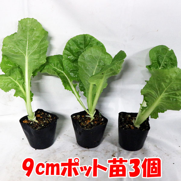 追加商品画像