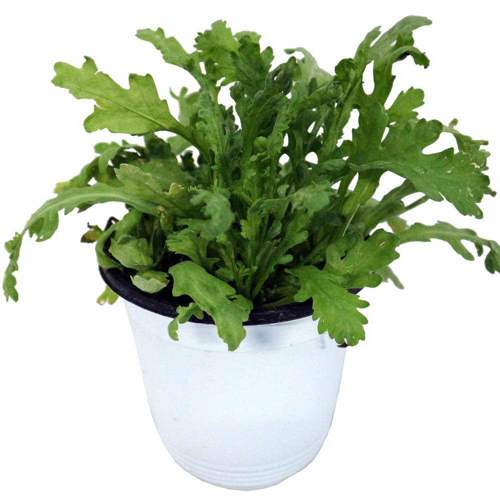 「”サラダ用春菊の大苗”繰り返し何回も収穫可能!! 15cm鉢大苗 肥料付き”これだけでOKシリーズ”」このまま室内窓辺や戸外で育てるシリーズ【野菜苗15cm硬質ポット大苗 1個売り】