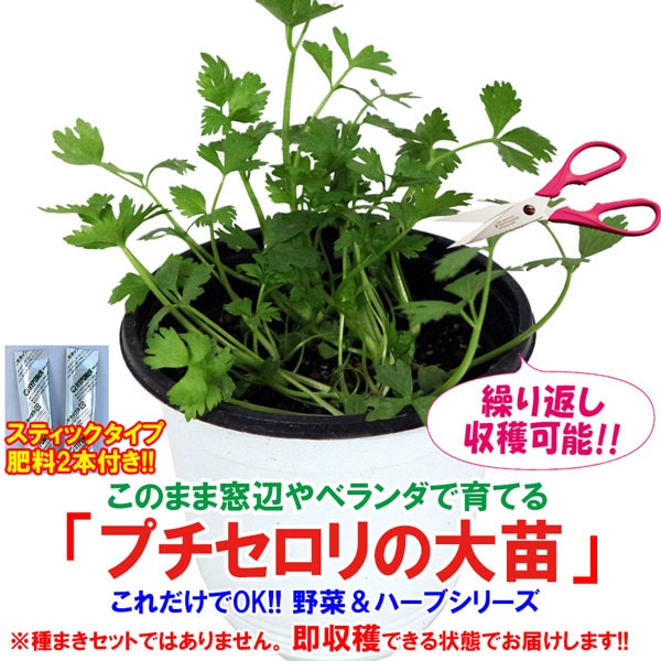 「”プチセロリの大苗”繰り返し何回も収穫可能15cm鉢大苗 肥料付き”これだけでOKシリーズ”」このまま室内窓辺や戸外で育てるシリーズ【野菜苗15cm硬質ポット大苗 1個売り】