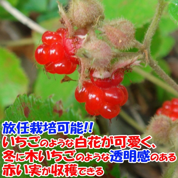 追加商品画像