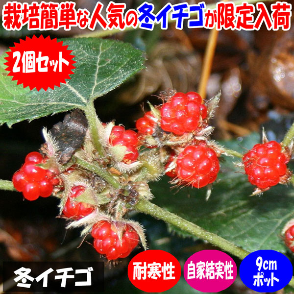 冬いちご9cmポット苗(挿し木苗)／お買い得2個セット いちごのような白花が可愛く、冬に木いちごのような透明感のある赤い実が収穫できるつる性果樹【果樹 1年生挿し木苗】