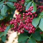 華北山椒(カホクサンショウ)9cmポット苗(挿し木苗)／お買い得2個セット 四川料理などに欠かせない中国原産の山椒の仲間。四川山椒とも呼ばれます。【果樹 1年生挿し木苗】|果樹苗