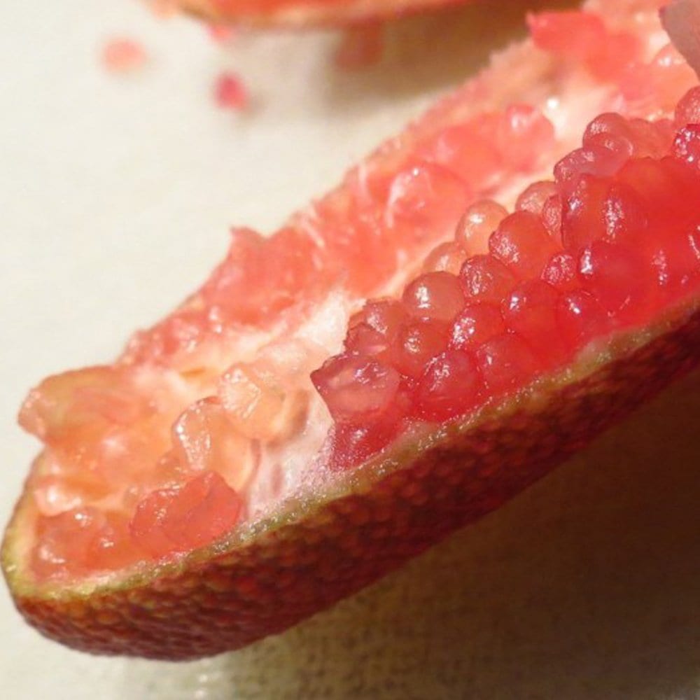 フィンガーライム ピンク 9cmポット苗(挿し木苗)／お買い得2個セット【果樹 二年生挿し木苗】