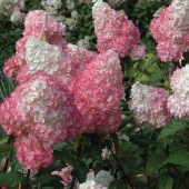 ハイドランジア「ピンクダイヤモンド」ノリウツギ（糊空木）【6号鉢苗木1鉢】|花苗