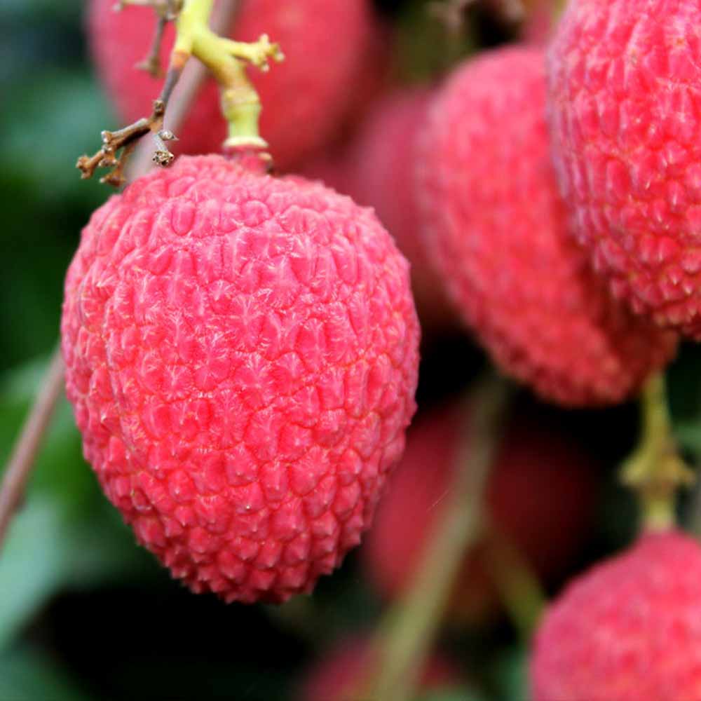 ライチ 島津ライチ とり木大苗 Mサイズ 3～4年生苗 」【6号ポットとり