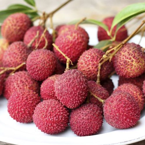 ライチ 玉荷包(ぎょくかほう)とり木大苗 Mサイズ 3～4年生苗