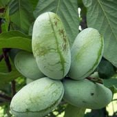 ポポーの苗木【12cmポット果樹苗 3年生実生苗／1個】|果樹苗