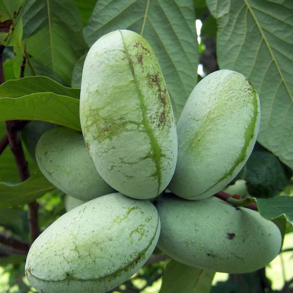 ポポーの苗木【12cmポット果樹苗 3年生実生苗／1個】