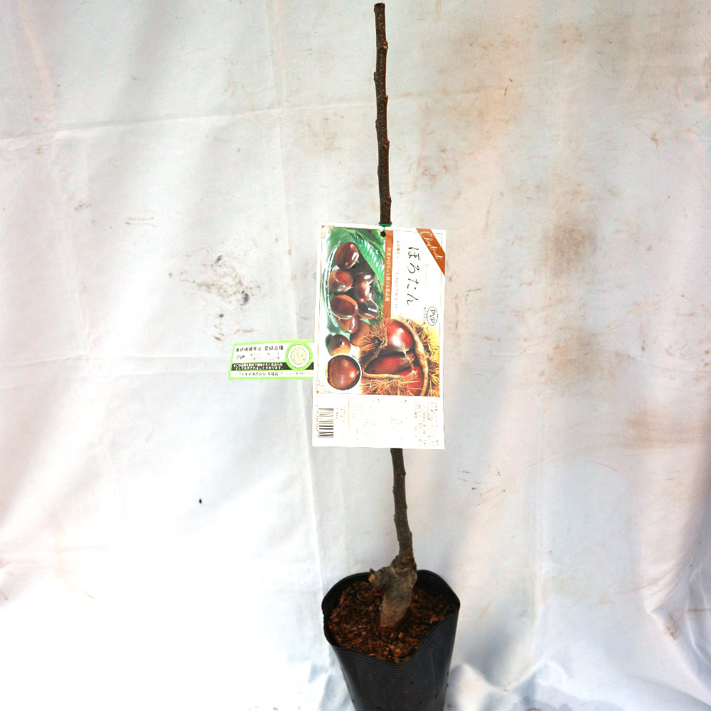 栗苗木　ぽろたん　1.5メートル　6年生 楽天市場】栗 ぽ ろ たん 苗木の通販