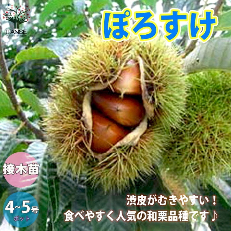 アテモヤ接木苗木　釋迦果 シャカトウ　森のアイスクリーム 鳳梨釋迦 希少！アテモヤ接木苗木(大) 釋迦頭シャカトウ 鳳梨釋迦 森のアイス