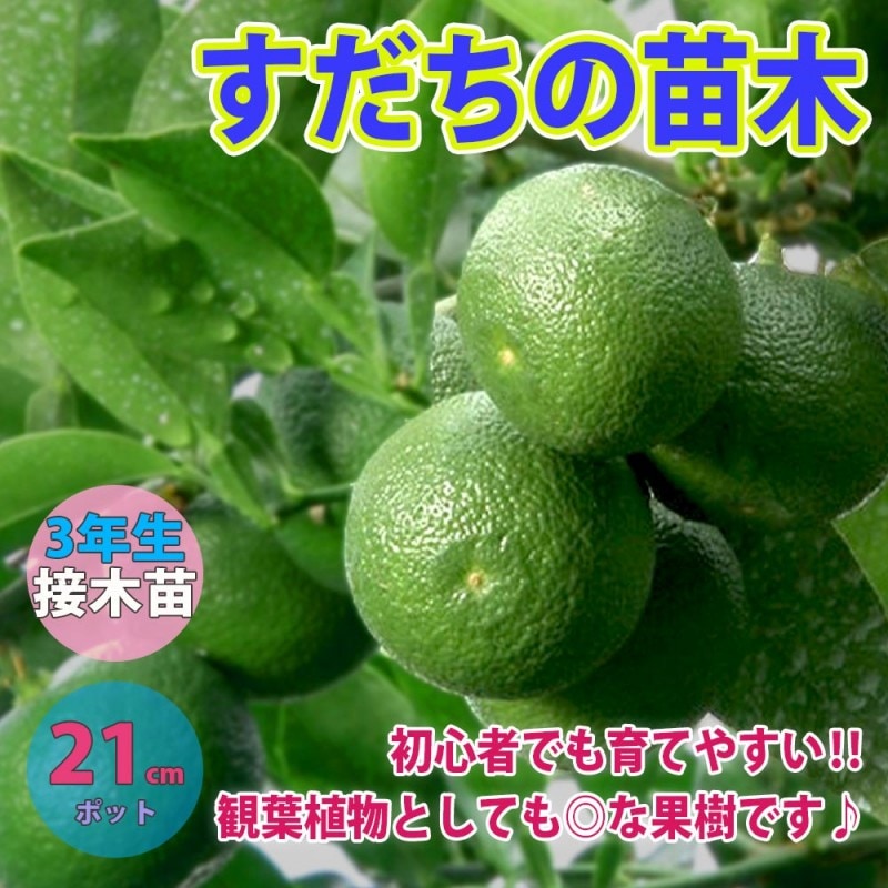 マンゴー苗 6号 （マンゴー苗 品種 ナンドクマイ 6号 大苗 釣っ）