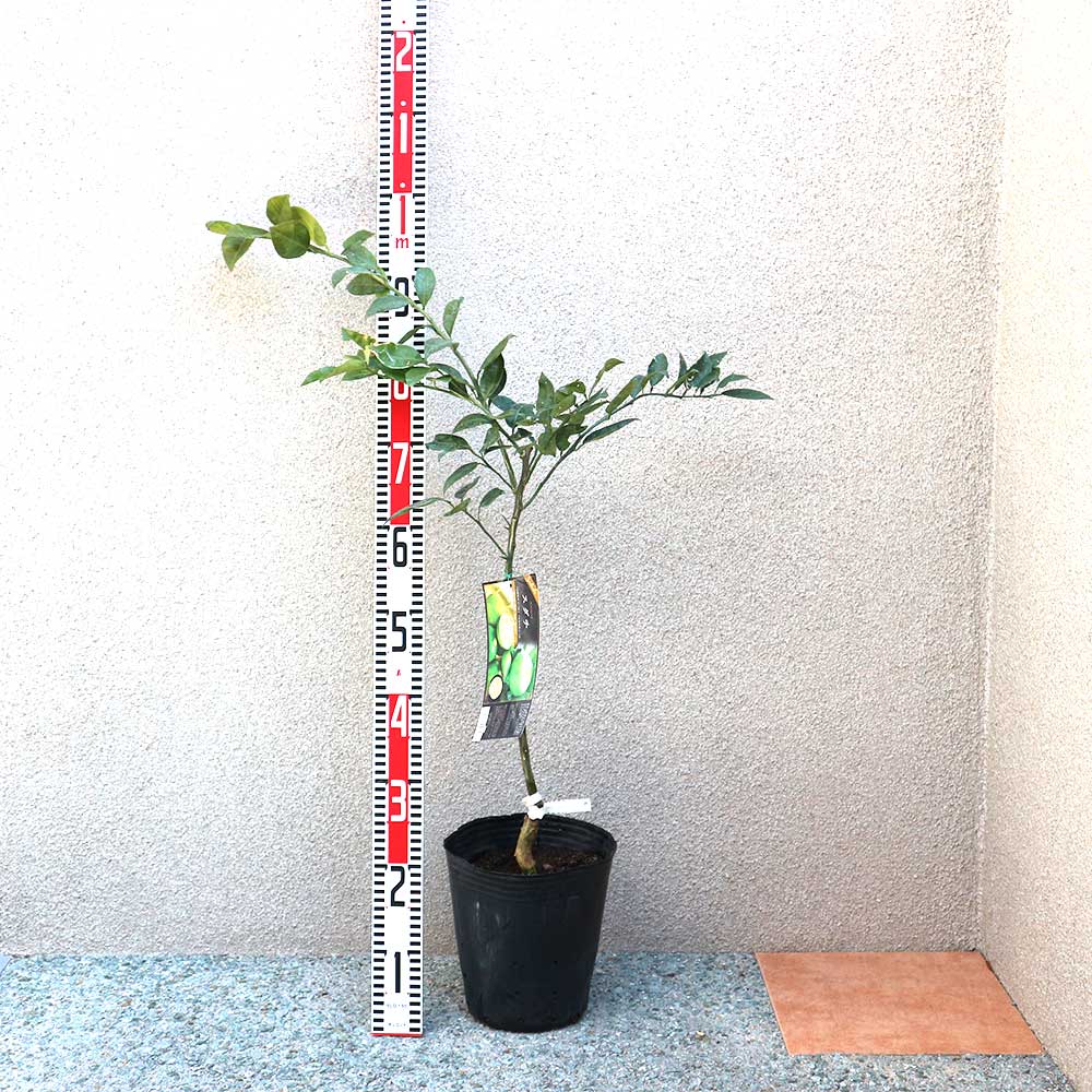 すだち 新3年生 苗木 21cm 7号ポリポット入 すだち 新3年生 苗木 21cm 7号ポリポット入