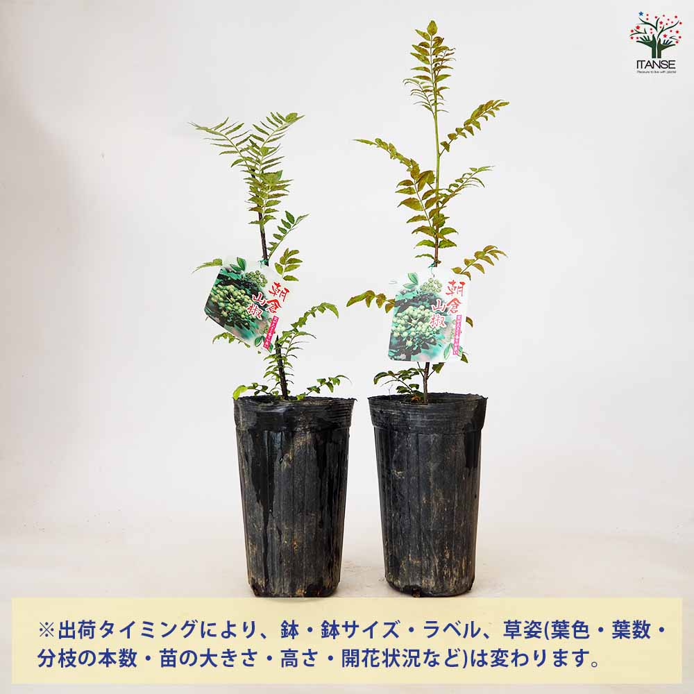 朝倉山椒の苗木 15cmポット接木苗 (あさくらさんしょう／トゲ無し実