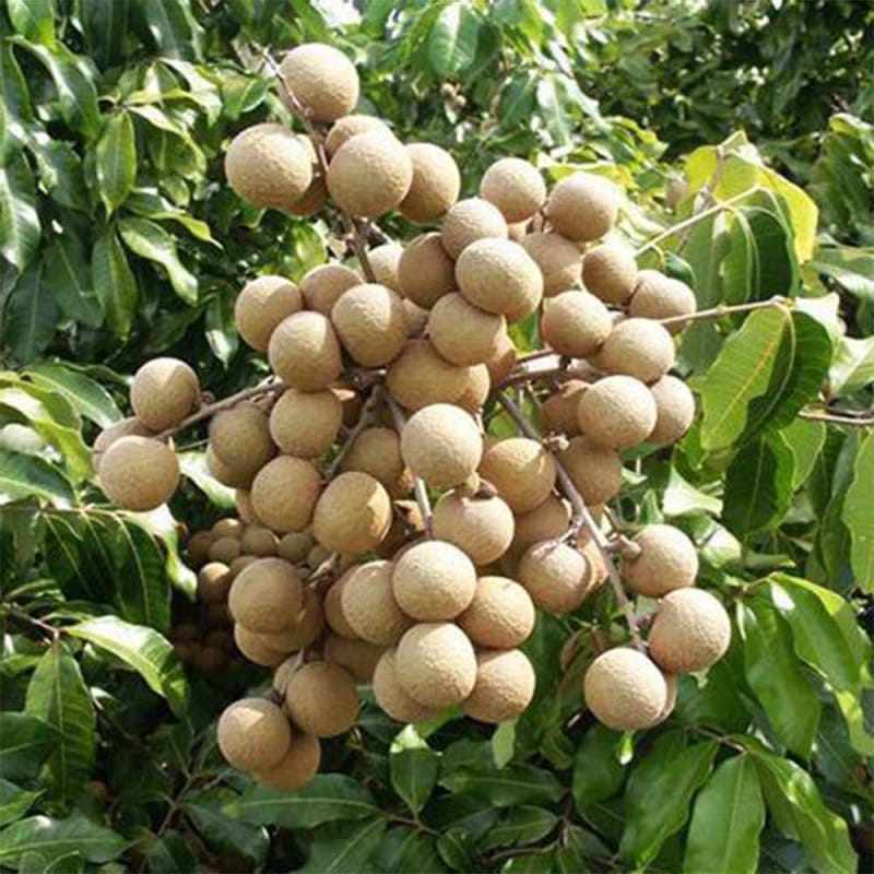 ライチ｜【植物のITANSE】全品送料無料・即出荷!