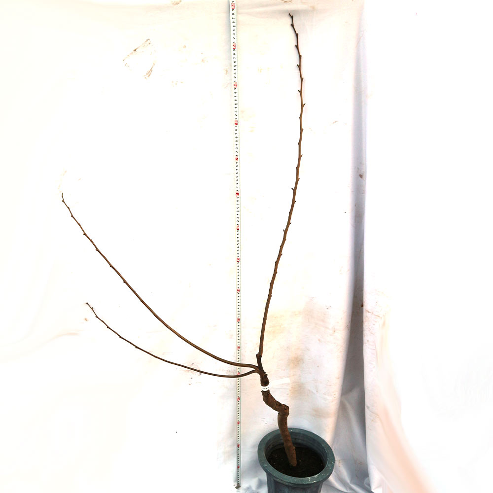 アテモヤ苗木 7号鉢接木苗” 樹高約120cm 1本売り(鉢植えなので