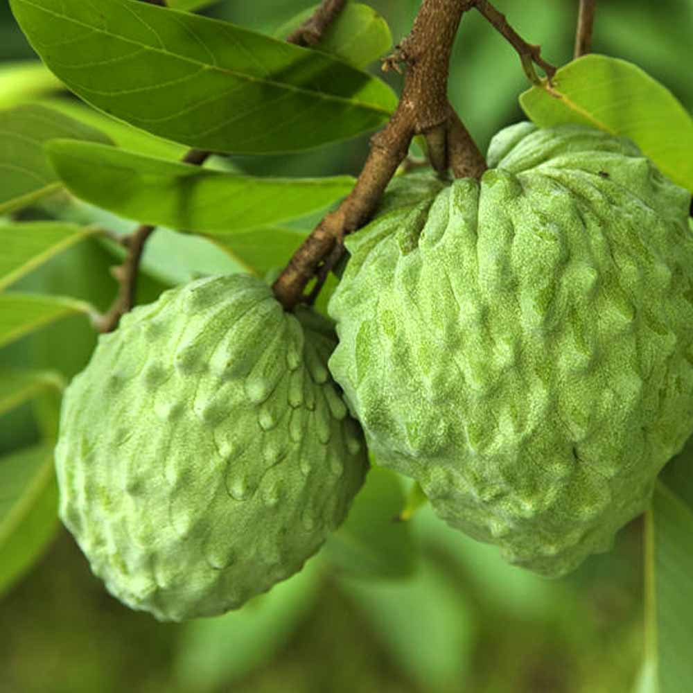 希少！レッドチェリモヤ 接木苗 バンレイシ科 アテモヤ近縁種 レッドチェリモヤ チェリモヤ の特徴と育て方 | 苗木部の部室