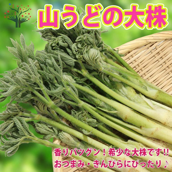 山うどの大きな根株 パック詰め 1個売り 数量限定品”そのまま分割せず