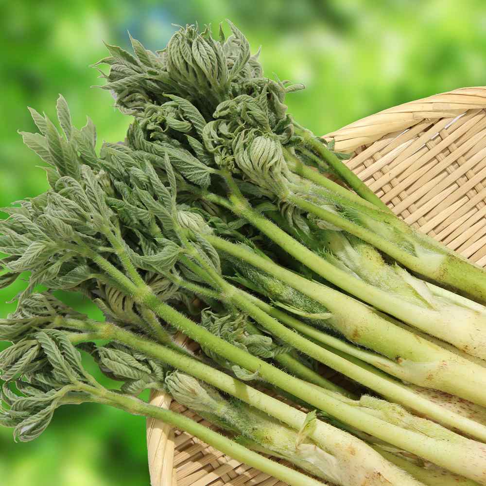 山うどの苗 ポット植え10.5cm深ポット1個売り そのまま分割せずに植えるだけで簡単収穫できる大株(うど作り名人の農家さんが作ったうどの株です。大きな根株をパック詰めした状態でお届けします)【山菜根株 大株】