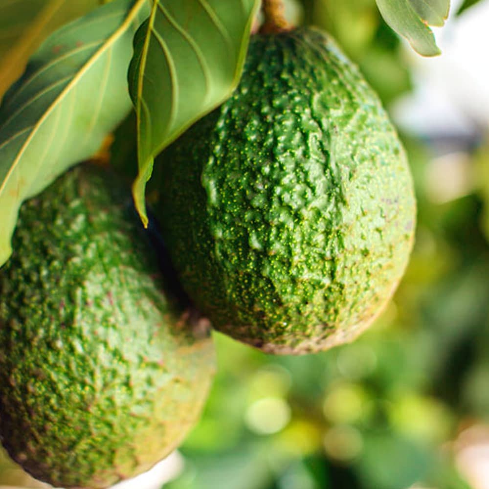 アボカドの苗木”品種:タワー2(開花タイプ:B)18cmポット苗 1本