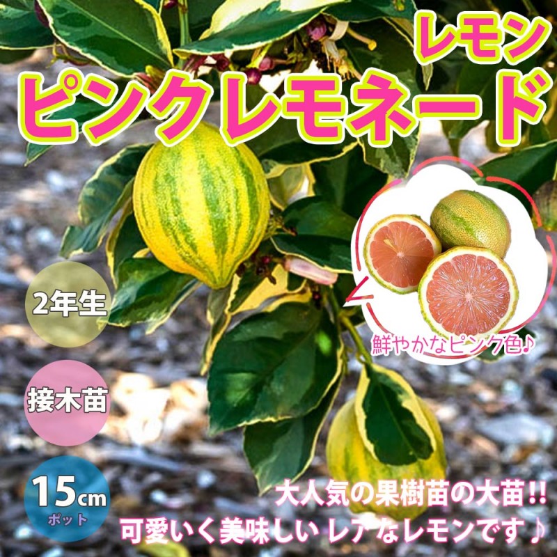 早割クーポン！ 4年接木小苗 レモン21 柑橘苗木 （サイパン