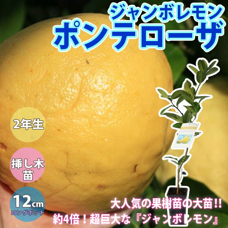 今が旬　採れたて新鮮　ジャンボ　レモン　ポンテローザ　10キロ 超ジャンボレモン ポンテローザ【果樹苗9cmポット／2個セット
