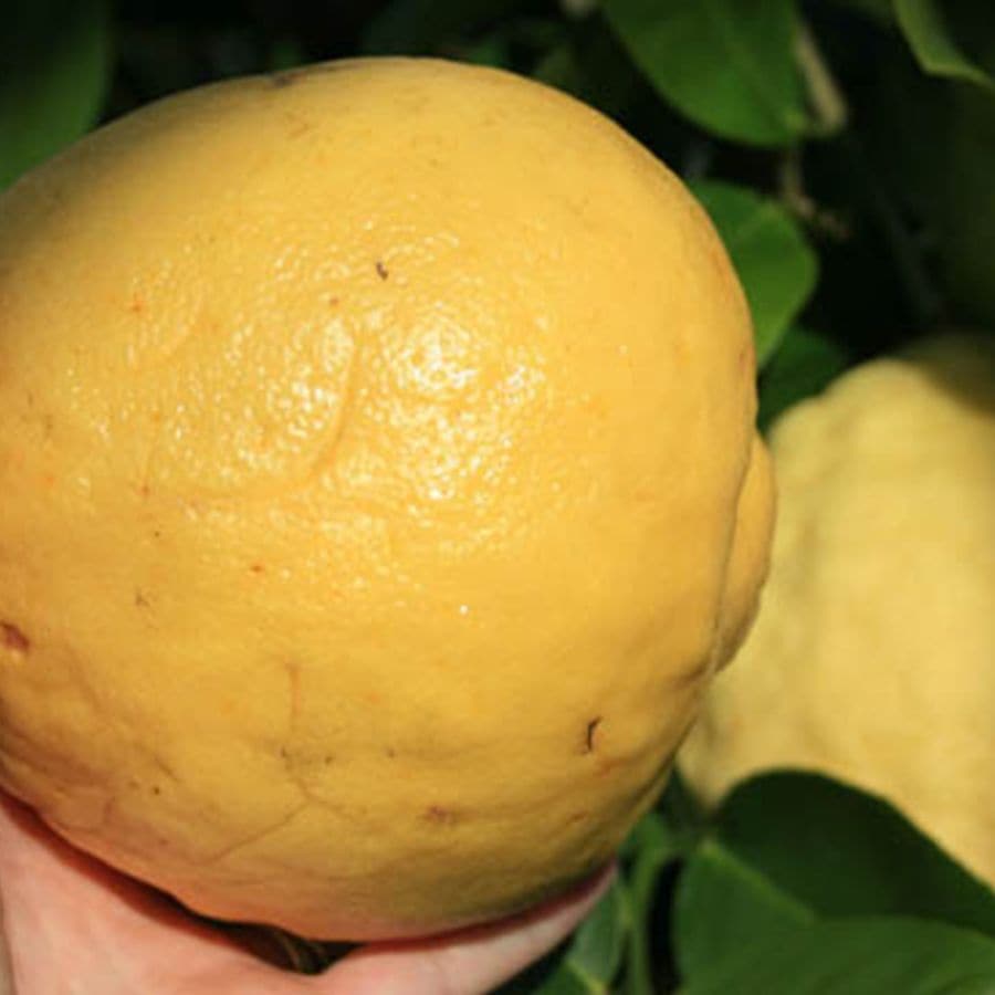 ジャンボレモン ポンテローザの苗木 1本売り【4～5号鉢／1～2年生挿し木苗】