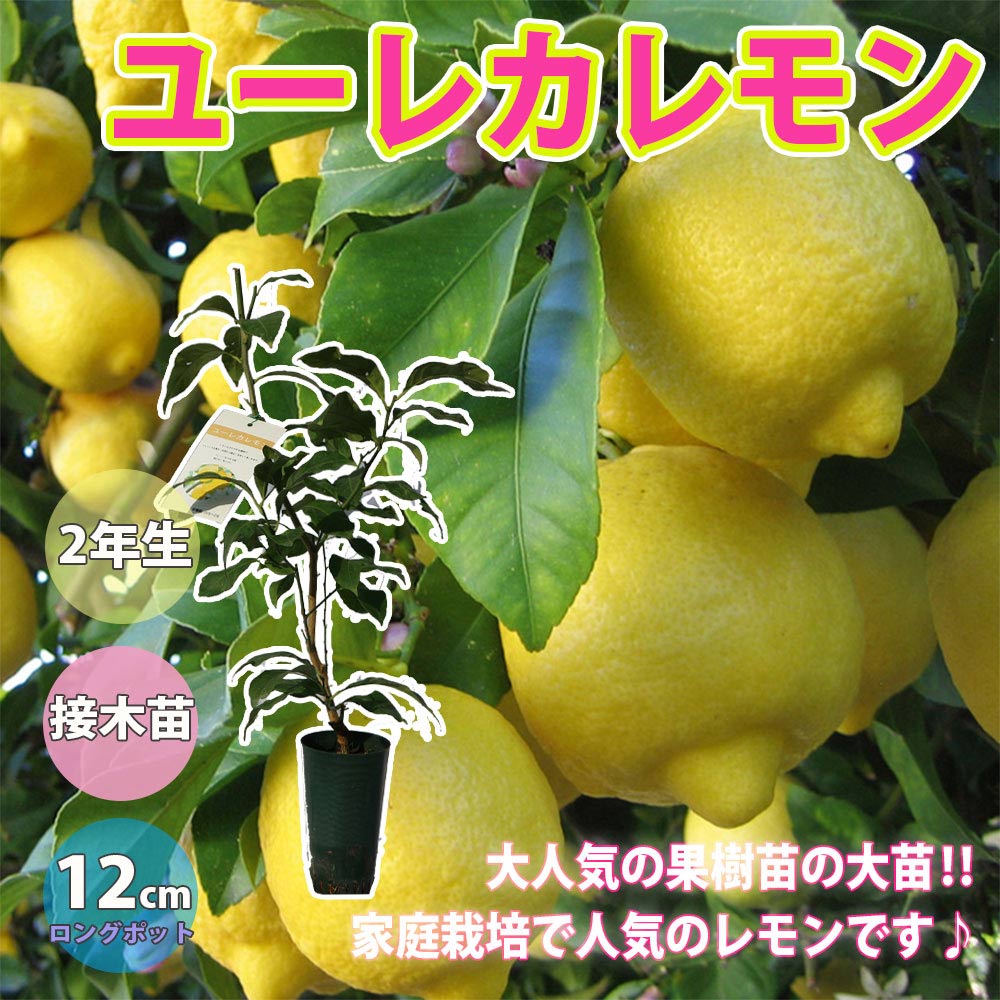 ユーレカレモンの苗木【果樹苗 2年生 接木苗 12～15cmポット】