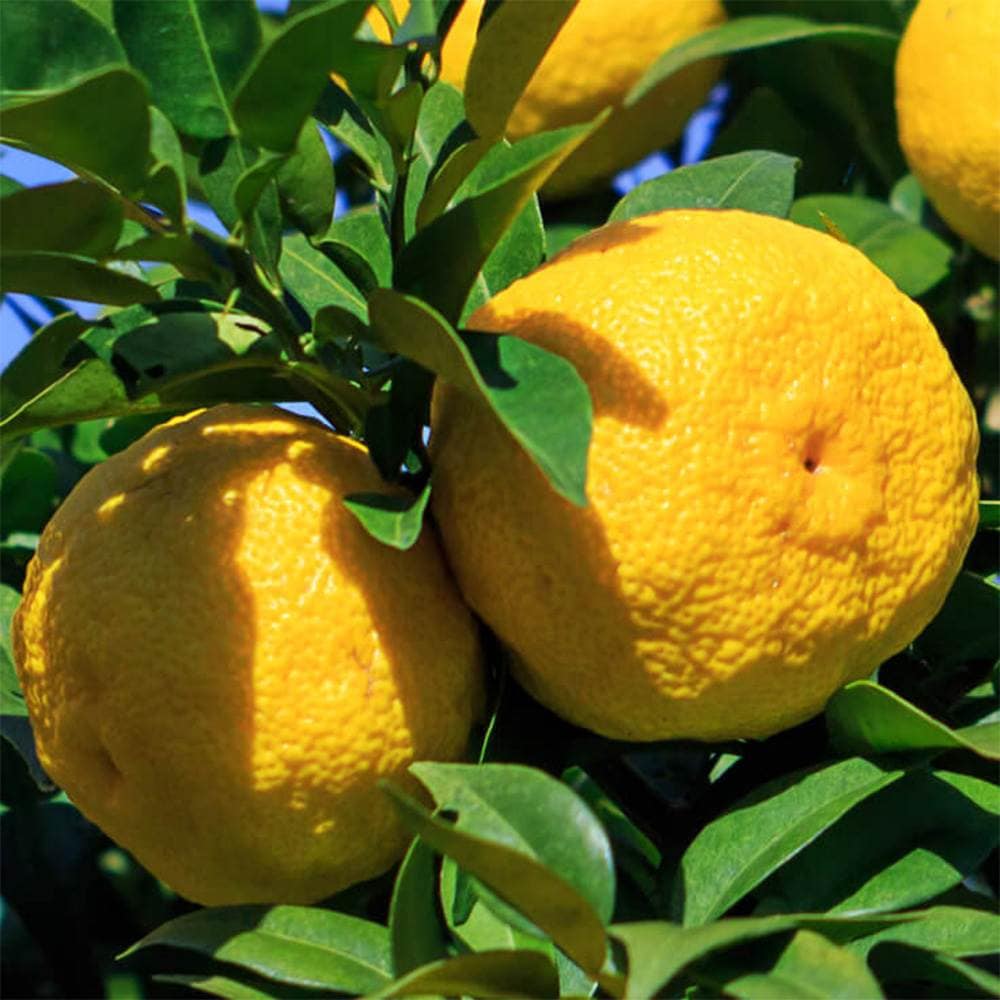 きゆ ZX17U-5A｜レンタル｜商品情報｜日立建機日本