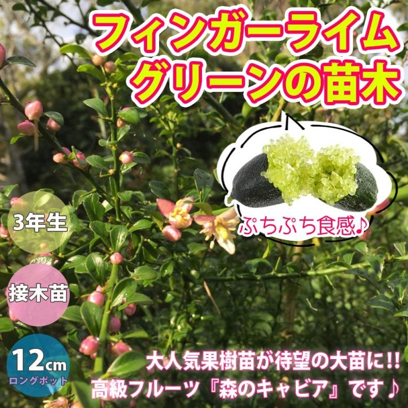 フィンガーライム｜【植物のITANSE】全品送料無料・即出荷!