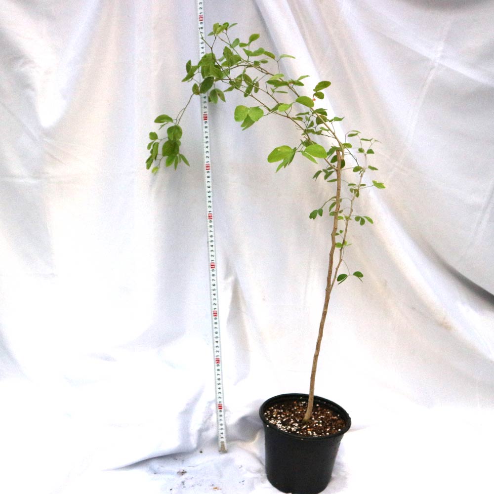 2025実生苗セットl 4センチポット シャクナゲ さきがけ 苗 販売 苗木部