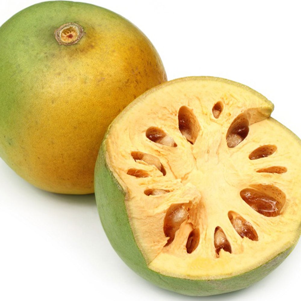 ベルノキの苗木18cmポット 2年生実生苗 樹高約30cm 1本売り【18cm