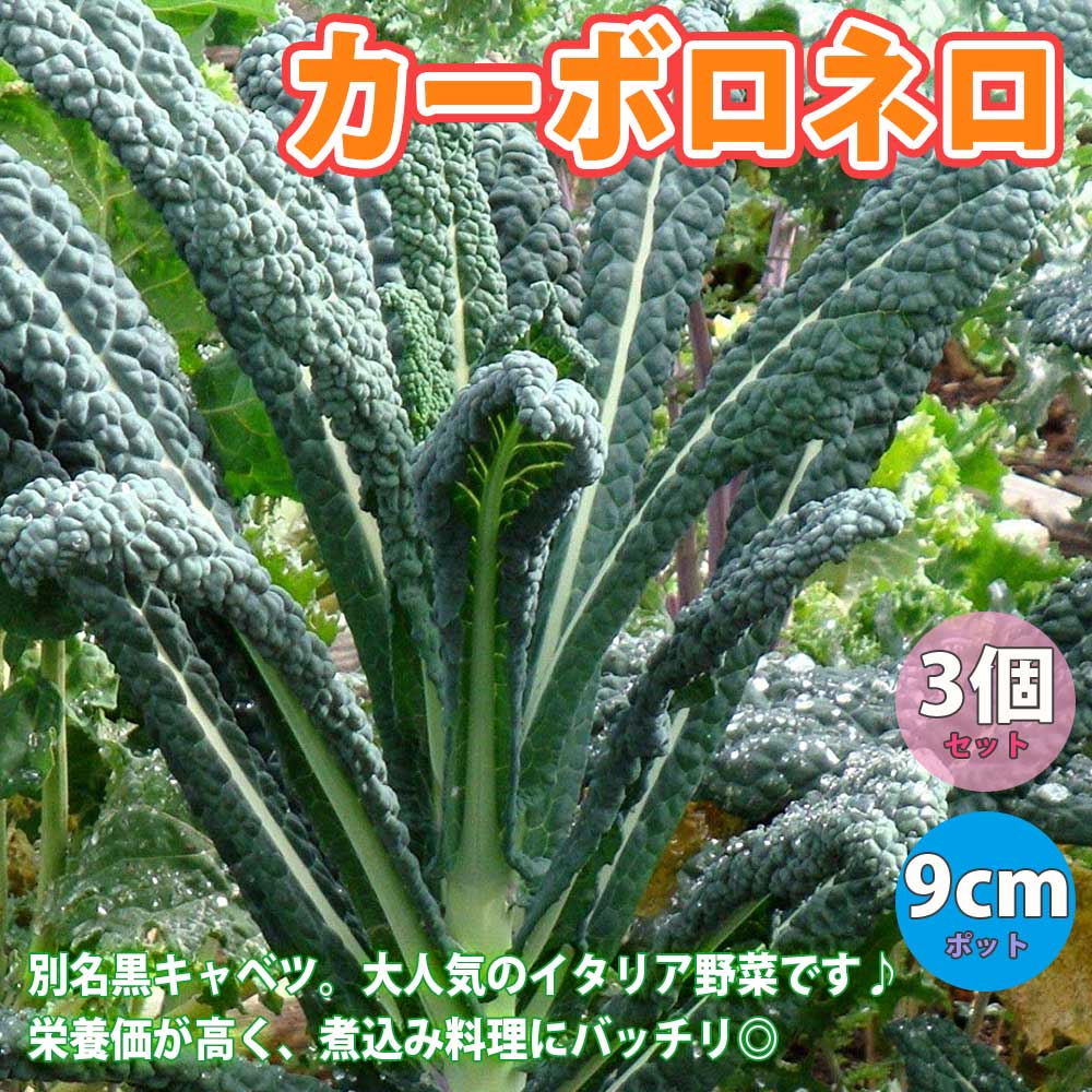 植物のＩＴＡＮＳＥ】全品送料無料・即出荷!