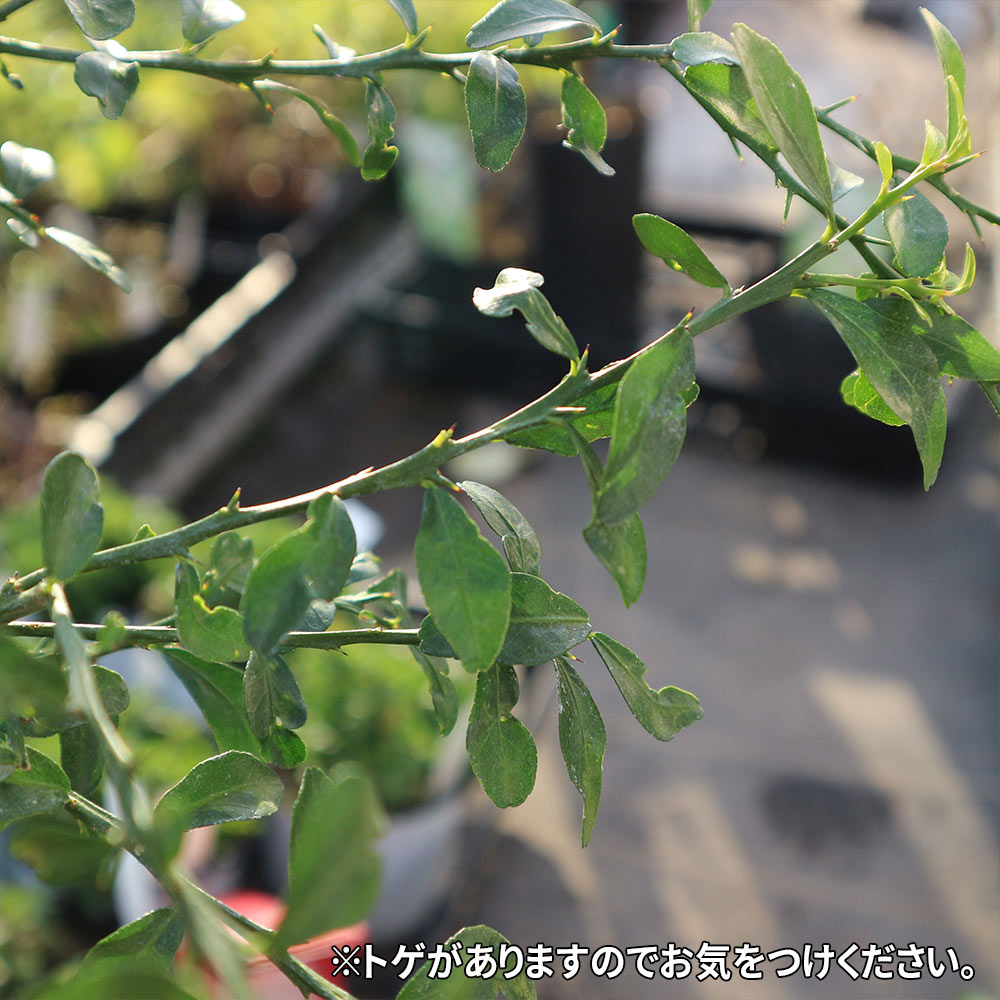 フィンガーライム リトルルビーの大苗(品種物 数量限定)【12cm