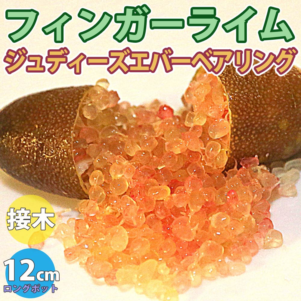 希少　接木　フィンガーライム ジュディーズエバーベアリング　品種確認済み フィンガーライム ジュディーズエバーベアリングの大苗(品種物
