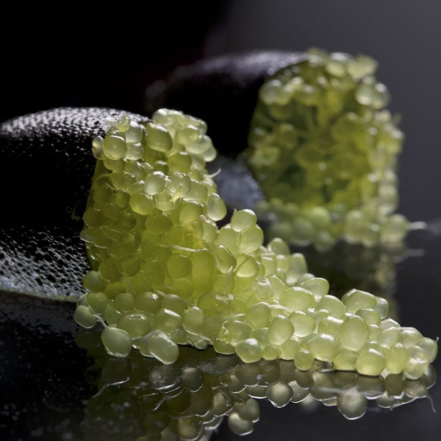 フィンガーライム ダーラムエメラルドの大苗(品種物 数量限定)【12cm