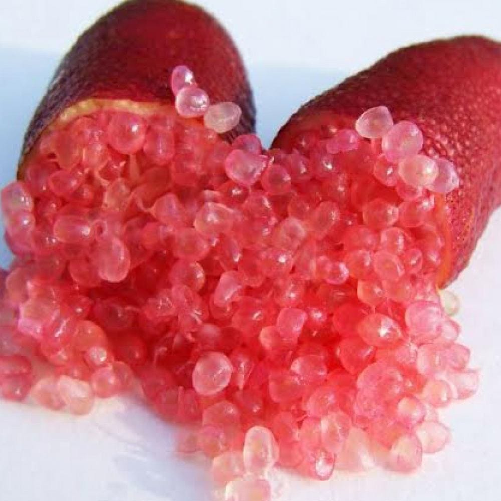 フィンガーライム レッドシャンパンの大苗(品種物 数量限定)【12cm