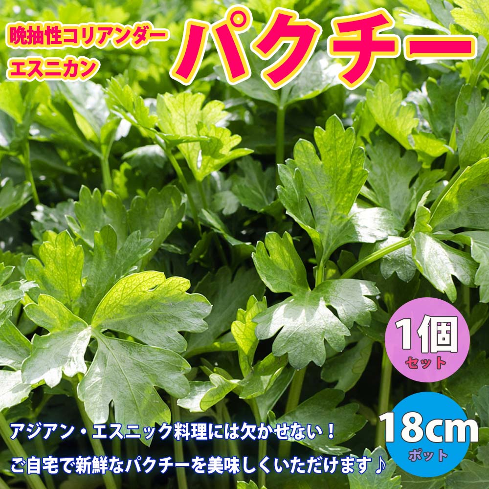 パクチーの苗(品種：晩抽性コリアンダー エスニカン)【野菜苗18cmポット 大苗／1個+スティック肥料2本】