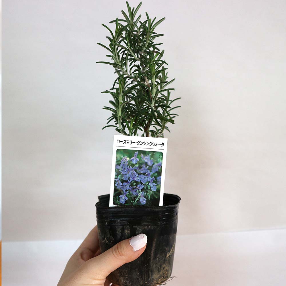 ローズマリー ダンシングウォーターの苗【ハーブ苗9cmポット