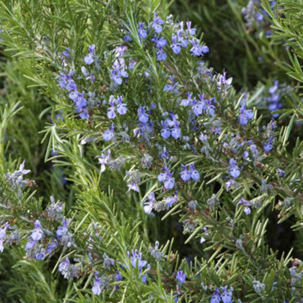 ローズマリー ダンシングウォーターの苗【ハーブ苗9cmポット