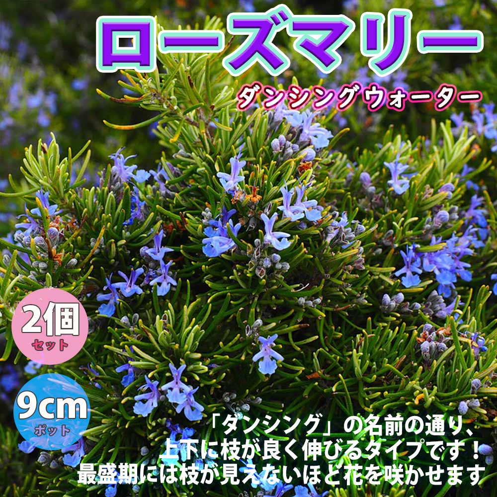 ローズマリー ダンシングウォーターの苗【ハーブ苗9cmポット／2個セット】