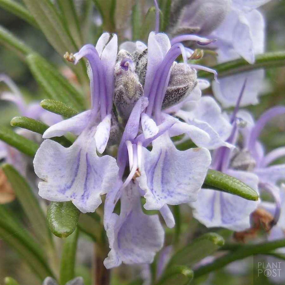 ローズマリー プロストラータスの苗【ハーブ苗9cmポット】｜ 【植物の