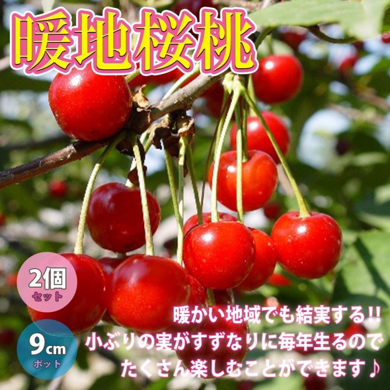 暖地桜桃(だんちおうとう)の苗 1本で実がなる小さなさくらんぼ 【果樹