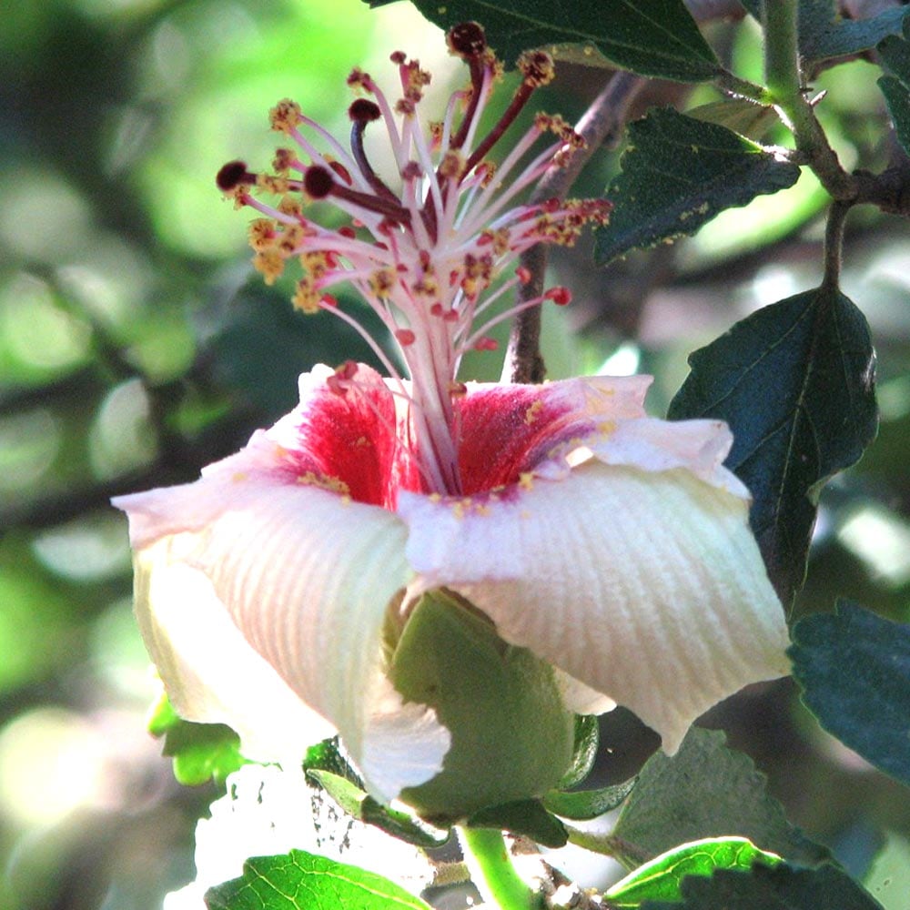 ハイビスカス・インスラリス4号鉢【花苗 挿し木苗／1個】｜ 【植物の