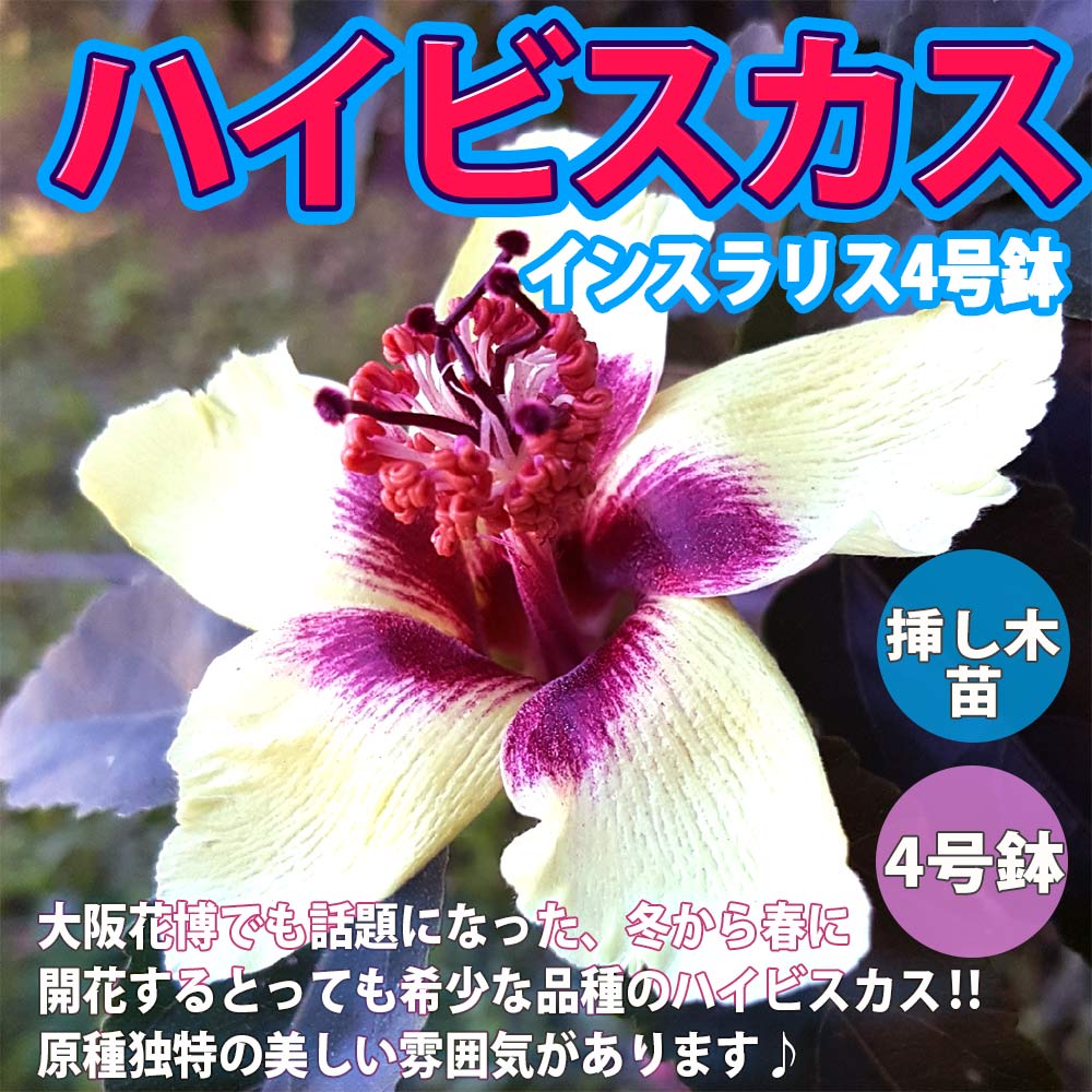 ハイビスカス・インスラリス4号鉢【花苗 挿し木苗／1個】