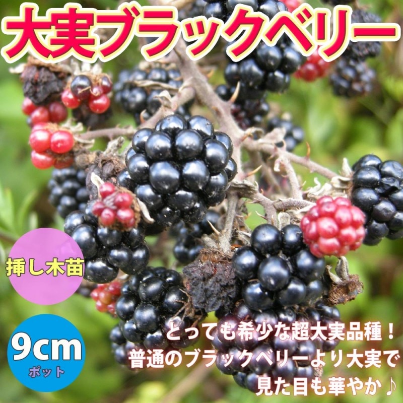 大実ブラックベリーの苗木【果樹苗 12cmロングポット挿し木苗／1個