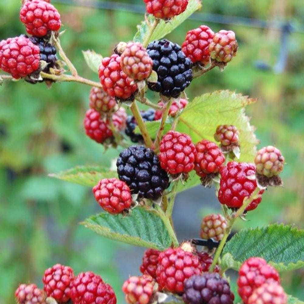 大実ブラックベリーの苗木【果樹苗 9cmポット挿し木苗／1個】｜ 【植物