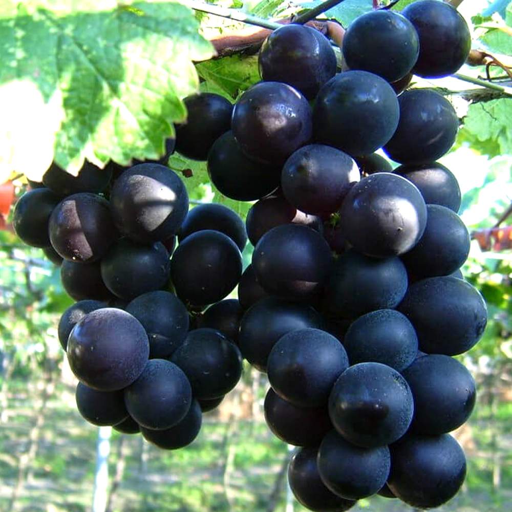 ぶどう 巨峰の苗木【果樹 2年生苗15cmポット大苗／1個】